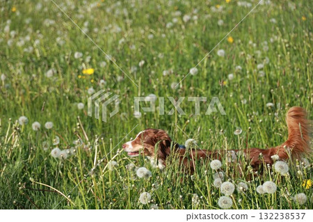 A dog is running through a field of yellow flowers 132238537