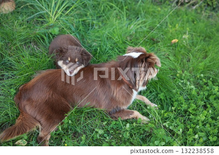 Two dogs are laying on the grass, one of them is brown and the other is white 132238558