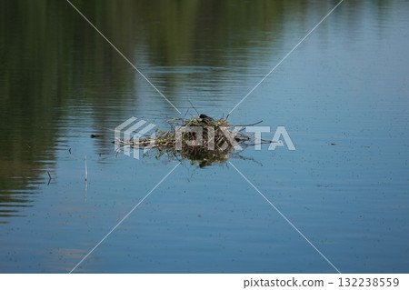 A nest of twigs and grass is floating on the surface of a lake A nest of twigs and grass is floating on the surface of a lake 132238559