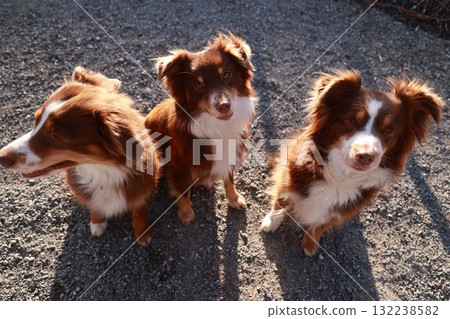 Three brown and white dogs are standing on a dirt ground Three brown and white dogs are standing on a dirt ground 132238582