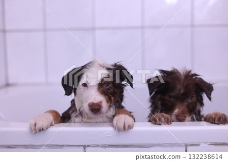 Two puppies are in a bathtub, one of which is white and brown Two puppies are in a bathtub, one of which is white and brown 132238614
