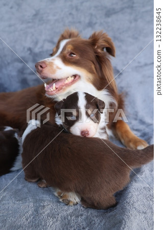 A brown and white dog is laying on a blanket next to a smaller brown A brown and white dog is laying on a blanket next to a smaller brown 132238645