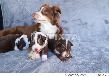 A mother dog and her puppies are laying on a blanket A mother dog and her puppies are laying on a blanket 132238647