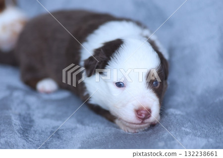 A puppy is laying on a grey blanket 132238661