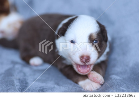 A puppy is laying on a bed with its mouth open and tongue hanging out A puppy is laying on a bed with its mouth open and tongue hanging out 132238662