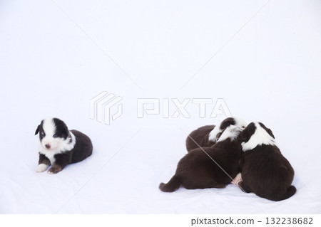A group of puppies are laying on a white blanket A group of puppies are laying on a white blanket 132238682
