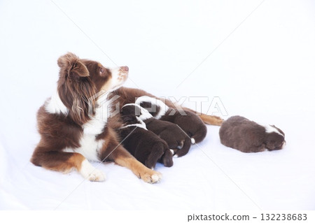 A mother dog is laying on a white surface with her puppies A mother dog is laying on a white surface with her puppies 132238683