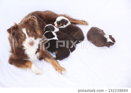 A dog is laying on a bed with her puppies 132238684