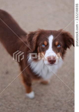 Brown and white dog with blue eyes stands on a sandy surface 132238698