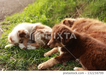 Three dogs are laying on the grass, one of which is brown and white 132238799