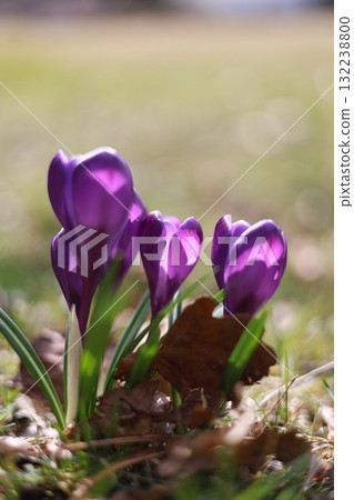 A bunch of purple flowers are in a field 132238800
