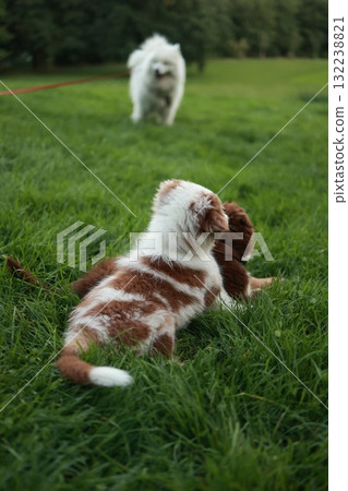 Brown and white dog is laying on the grass next to a white dog Brown and white dog is laying on the grass next to a white dog 132238821
