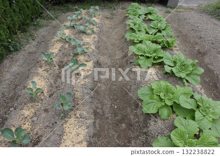 Home garden ten days after planting Home garden ten days after planting 132238822