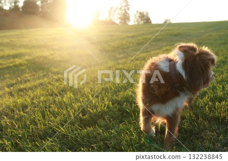Dog is walking in a field with the sun shining on it 132238845
