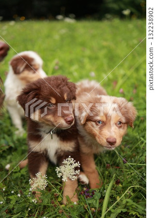Two puppies are standing in a field of grass 132238902