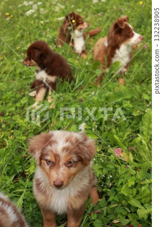 Group of brown and white dogs are sitting in a field of grass Group of brown and white dogs are sitting in a field of grass 132238905