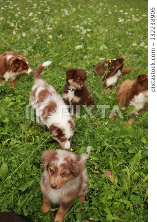 Group of puppies are playing in a field of grass 132238906