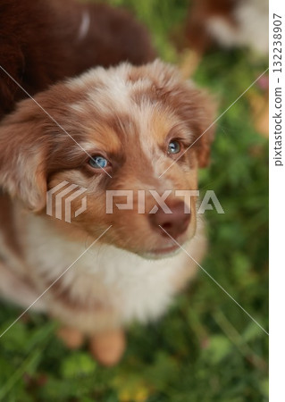 Brown and white dog with blue eyes is looking at the camera 132238907