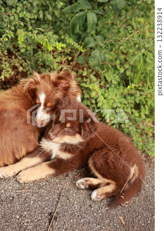 Two brown dogs are laying on the ground next to each other Two brown dogs are laying on the ground next to each other 132238914