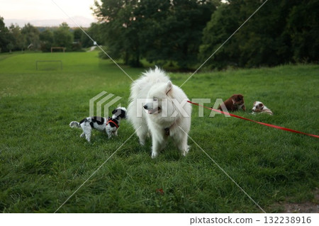White dog is walking with a red leash and three other dogs 132238916