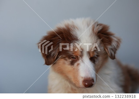 Brown and white dog with a white spot on its face 132238918