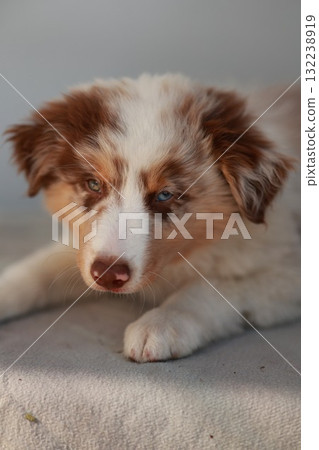 Brown and white dog is laying on a bed Brown and white dog is laying on a bed 132238919