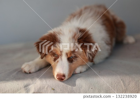 Brown and white dog is laying on a bed Brown and white dog is laying on a bed 132238920