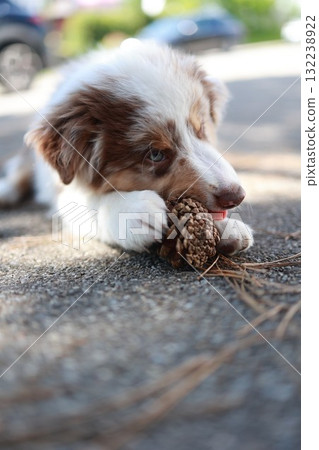 Brown and white dog is chewing on a pine cone Brown and white dog is chewing on a pine cone 132238922