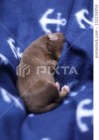 A brown puppy is sleeping on a blue blanket with an anchor design A brown puppy is sleeping on a blue blanket with an anchor design 132238958