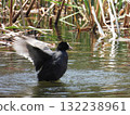 Coots flapping their wings in a pond in a reed bed. Wild birds reflected on the water's surface. 132238961