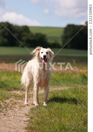 Dog is standing in a field with its tongue out Dog is standing in a field with its tongue out 132238963