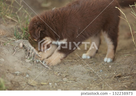 Brown puppy is digging in the dirt Brown puppy is digging in the dirt 132238973