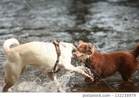 Two dogs are playing in a river, one is brown and the other is white Two dogs are playing in a river, one is brown and the other is white 132238979