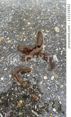 Natures Slime A Fascinating CloseUp of Slugs on Wet Ground and Their Environment 132238982