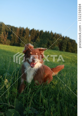 Brown and white dog is standing in a field of grass Brown and white dog is standing in a field of grass 132238984