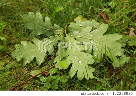 Leaf with water droplets on it is on the grass 132238986