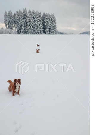 Dog is standing in the snow next to a tree Dog is standing in the snow next to a tree 132238998
