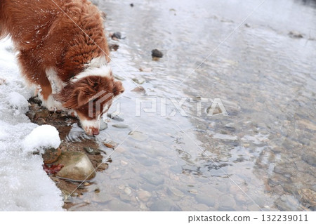 Dog is drinking water from a stream Dog is drinking water from a stream 132239011