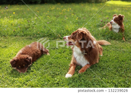 Three dogs are laying on the grass in a park Three dogs are laying on the grass in a park 132239026