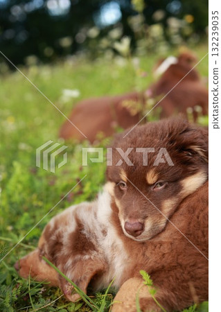 Brown and white dog is laying in the grass Brown and white dog is laying in the grass 132239035