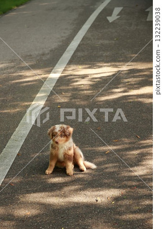 Small brown and white dog is sitting on the pavement in front of a white line Small brown and white dog is sitting on the pavement in front of a white line 132239038