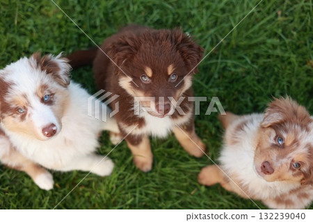 Three puppies are sitting on the grass, one of which has blue eyes 132239040