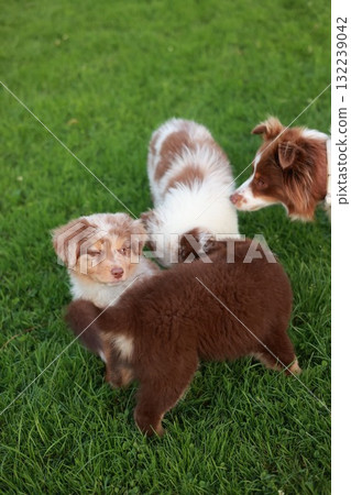 Three puppies are playing in a grassy field 132239042