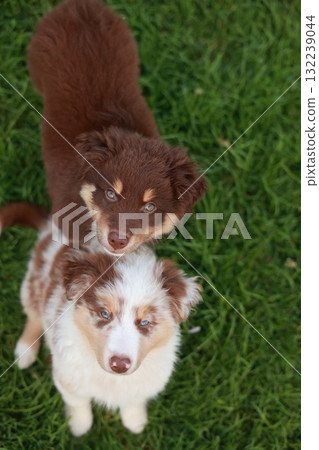 Two brown and white dogs standing on a green grassy field 132239044