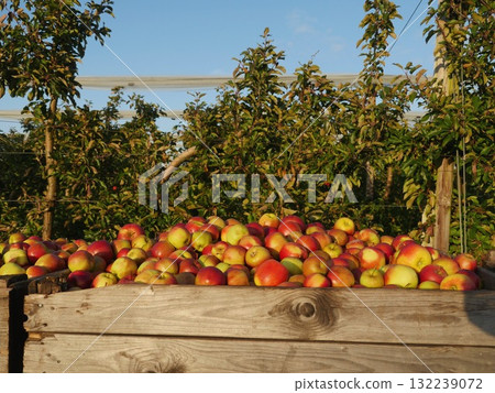 Pile of apples sits on a wooden crate in a field 132239072