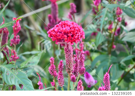 雞冠花羽毛雞冠 132239105