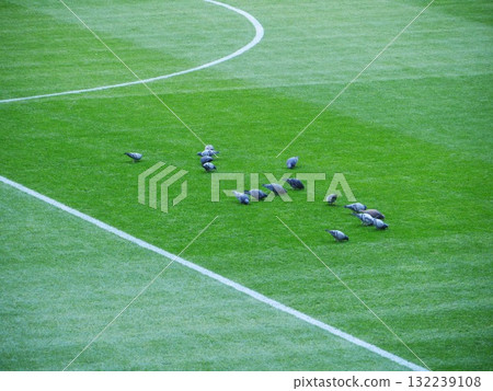 Group of birds are eating on a green field Group of birds are eating on a green field 132239108