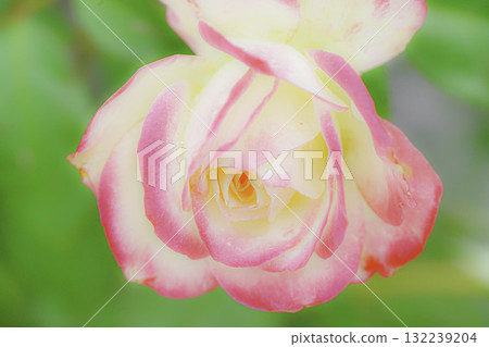 玫瑰園裡盛開著粉紅色的玫瑰花 132239204