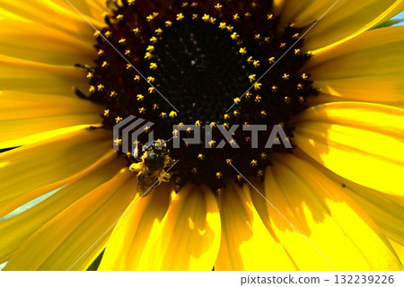 Sunflower flower, a seasonal symbol Sunflower flower, a seasonal symbol 132239226
