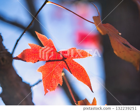 Leaves of autumn leaves maple leaves Leaves of autumn leaves maple leaves 132239251